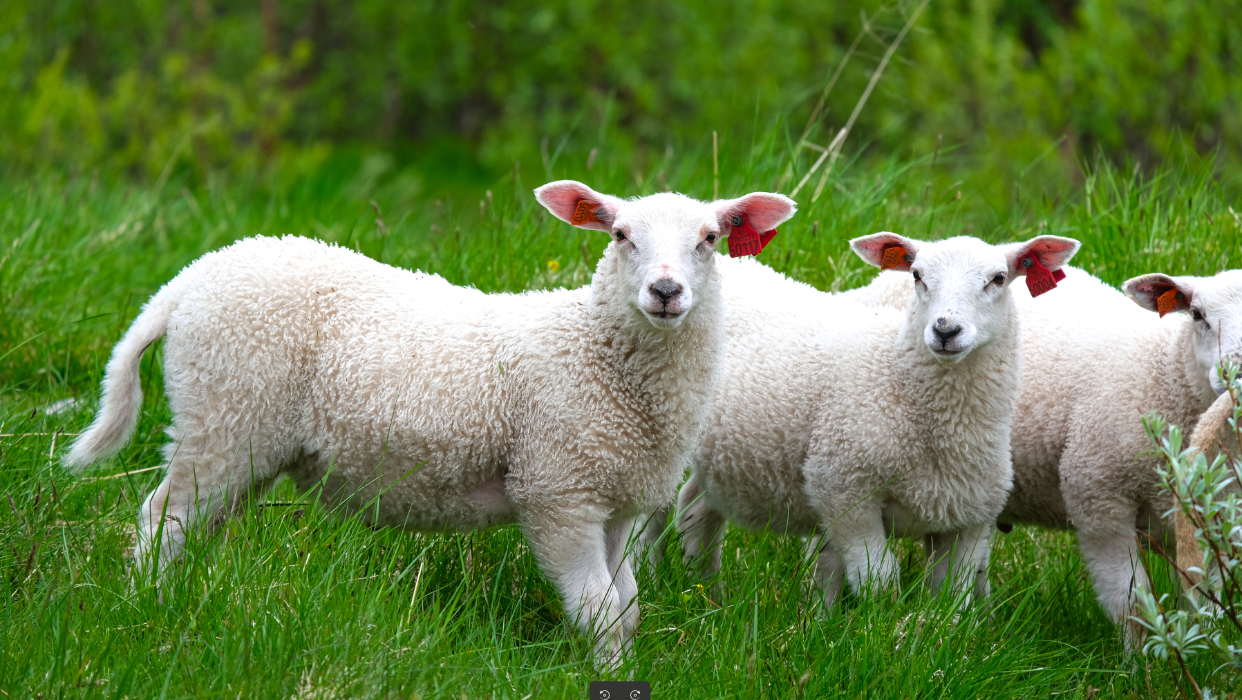 Matmora sheep