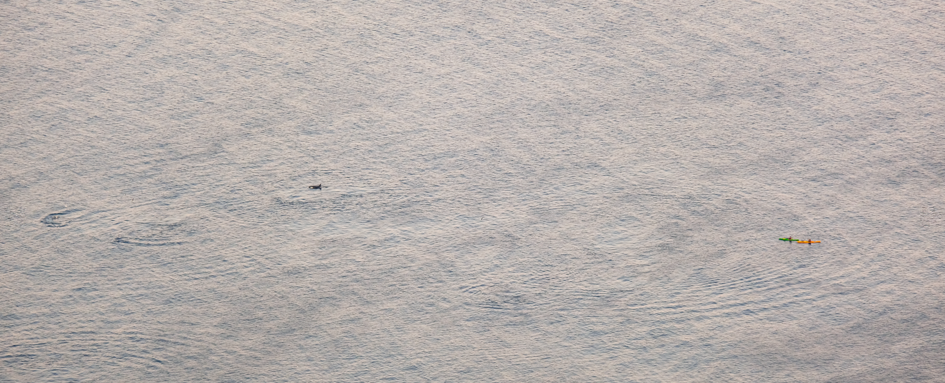 Orcas