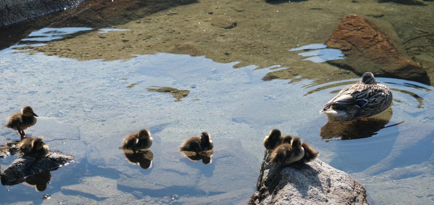 Ducks lake