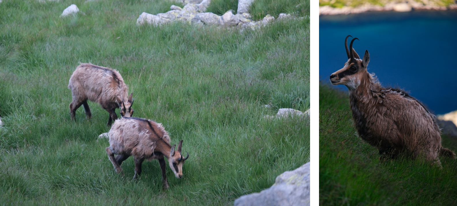 Ibex above Batisovsky pleso